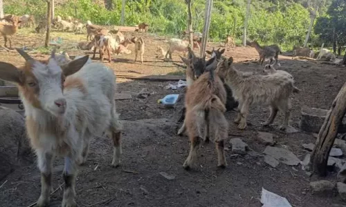autonomia, caminhada, trekking, ndesafios, natureza e desafios,